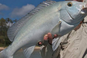 Вчені: синій джордж офіційно визнаний окремим видом Вчені: синій джордж офіційно визнаний окремим видом